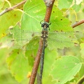 Somatochlora arctica - Chlorocordulie arctique 