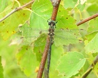 Somatochlora arctica - Chlorocordulie arctique 