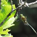 Somatochlora metallica - Chlorocordulie métallique 