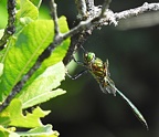 Somatochlora metallica - Chlorocordulie métallique 