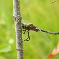 Somatochlora flavomaculata - Chlorocordulies à taches jaunes 