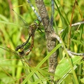 Somatochlora flavomaculata - Chlorocordulie à taches jaunes 