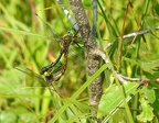 Somatochlora flavomaculata - Chlorocordulie à taches jaunes 