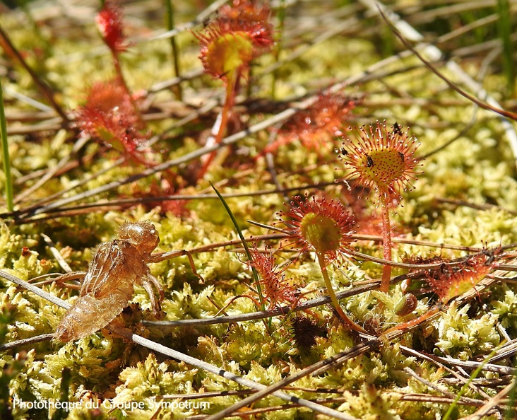 Somatochlora arctica - Exuvie 