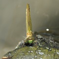 Stylurus flavipes - Gomphe à pattes jaunes 
