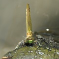 Stylurus flavipes - Gomphe à pattes jaunes 