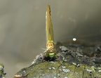 Stylurus flavipes - Gomphe à pattes jaunes 