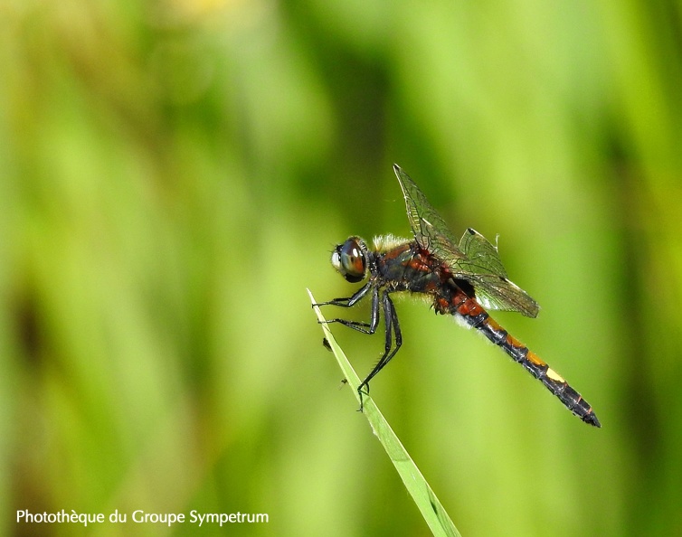 Leucorrhinia pectoralis - Leucorrhine à gros thorax - leucorrhine--gros-thorax_49919600108_o.jpg leucorrhine--gros-thorax_49919600108_o.jpg