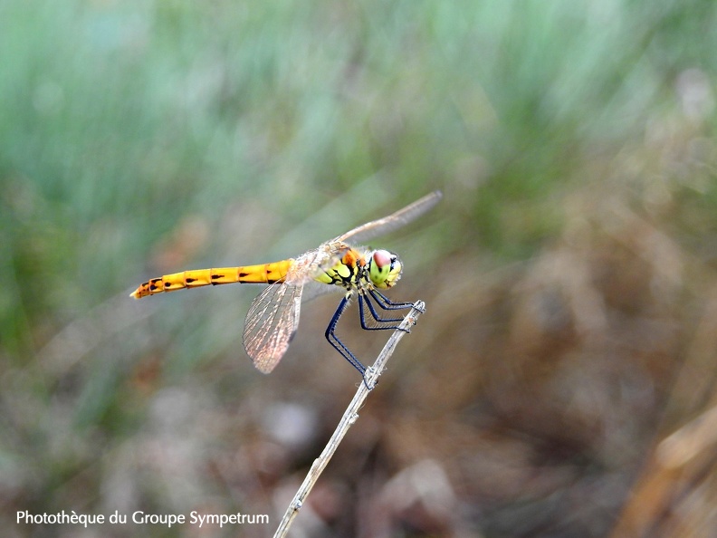 Sympetrum depressiusculum - Sympétrum déprimé 