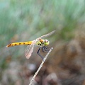 Sympetrum depressiusculum - Sympétrum déprimé 