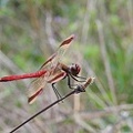 Sympetrum pedemontanum - Sympétrum du Piémont 