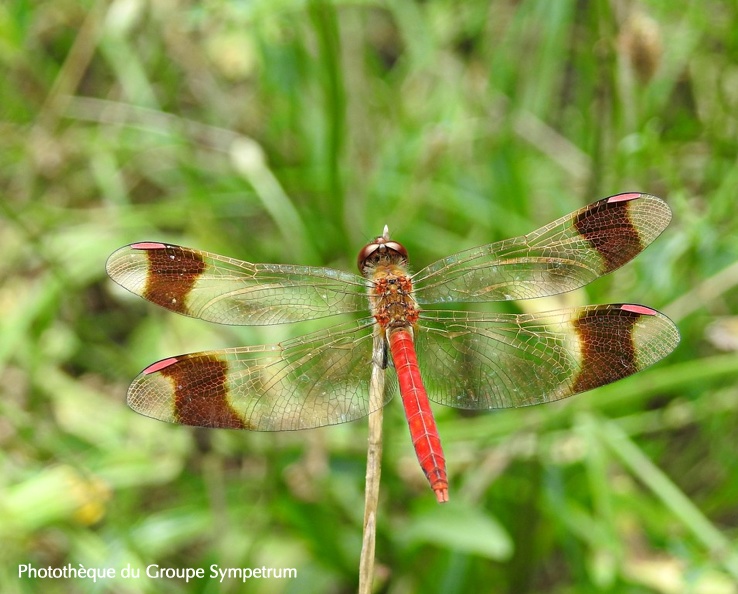 Sympetrum pedemontanum - Sympétrum du Piémont 