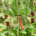 Sympetrum pedemontanum - Sympétrum du Piémont 