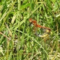 Sympetrum flaveolum - Sympétrum jaune