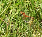 Sympetrum flaveolum - Sympétrum jaune