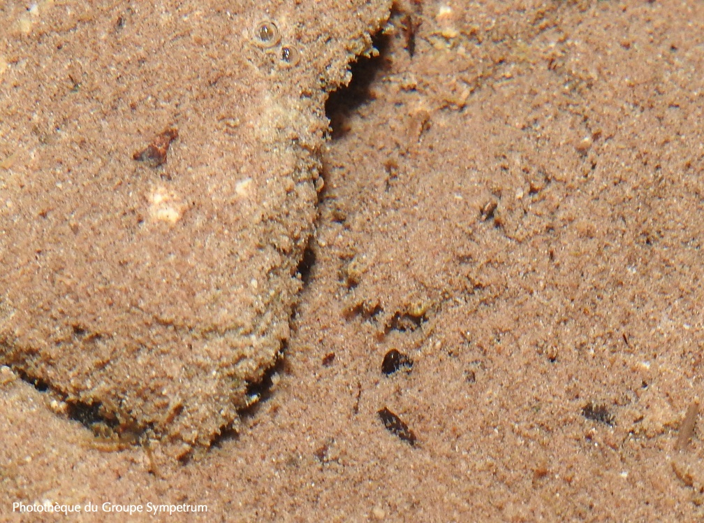 Cordulegaster bidentata - Cordulégastre bidenté (larve à l'affût)