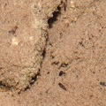 Cordulegaster bidentata - Cordulégastre bidenté (larve à l'affût)