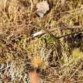 Ophiogomphus cecilia - Ophiogomphe serpentin