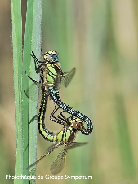 Brachytron3699 (30) copie.jpg