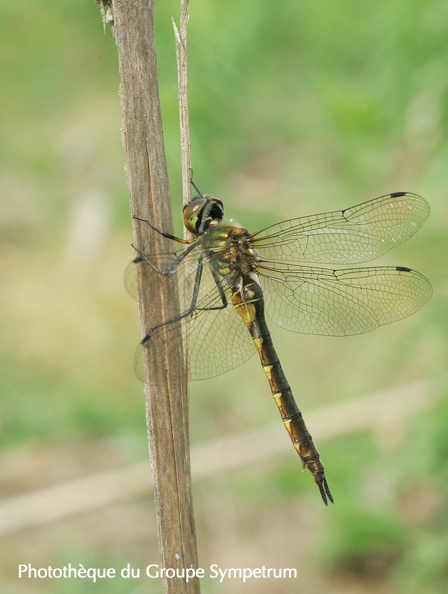 Somatochlora flavomaculata