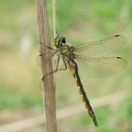 Somatochlora flavomaculata
