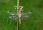Epitheca bimaculata