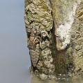 Stylurus flavipes - Gomphe à pattes jaunes  (subémergent)