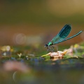 Calopteryx splendens - Caloptéryx éclatant