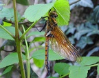 Epitheca bimaculata - Epithèque à deux taches