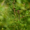 Oxygastra curtisii - Oxycordulie à corps fin