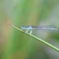Platycnemis pennipes - Pennipatte bleuâtre 