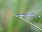 Platycnemis pennipes - Pennipatte bleuâtre 