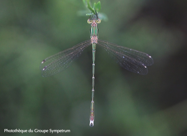 Lestes barbarus - Leste barbare 