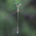 Lestes barbarus 2.jpg