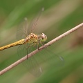 Sympetrum meridionale - Sympétrum méridional