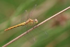 Sympetrum meridionale - Sympétrum méridional