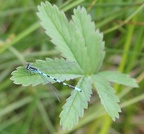 Coenagrion hastulatum - Agrion hasté
