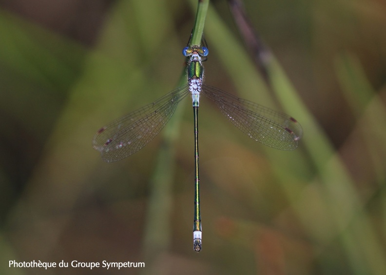 Lestes sponsa - Leste fiancé 