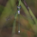 Lestes sponsa - Leste fiancé 