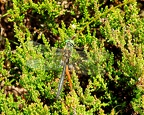 Somatochlora arctica - Chlorocordulie arctique 