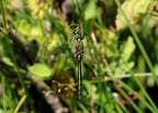 Somatochlora metallica - Chlorocordulie métallique 