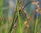 Somatochlora metallica - Chlorocordulie métallique 