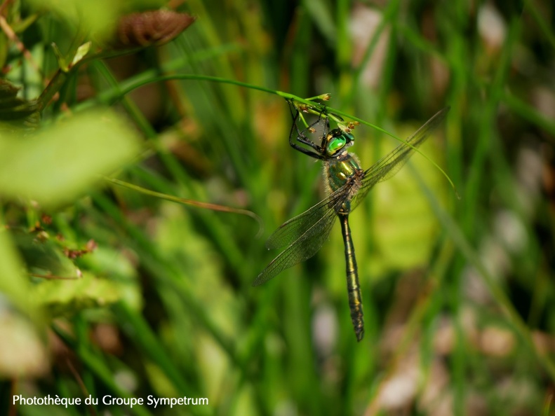 Somatochlora metallica - Chlorocordulie métallique 