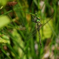 Somatochlora metallica - Chlorocordulie métallique 