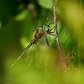 Somatochlora metallica - Chlorocordulie métallique 