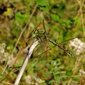 Ophiogomphus cecilia - Ophiogomphe serpentin