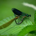 Calopteryx splendens - Caloptéryx éclatant