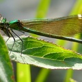 Calopteryx virgo femelle