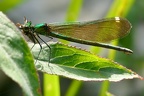 Calopteryx virgo femelle