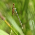Lestes barbarus 